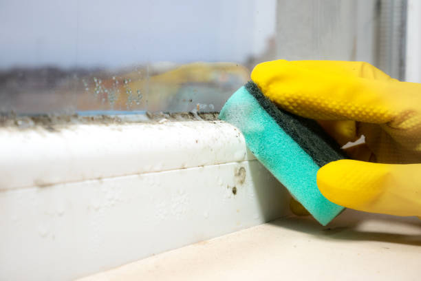 Best Mold Testing  in Bear Rocks, PA