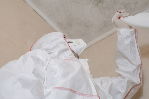 Best Same-Day Mold Removal  in Bear Rocks, PA