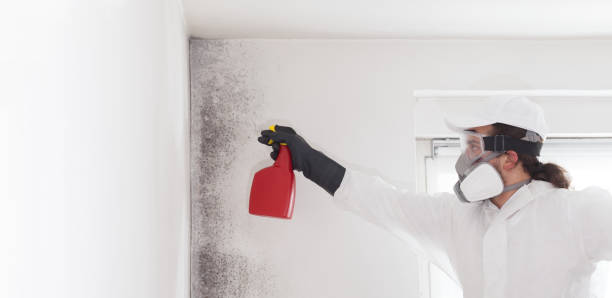 Home Mold Removal in Bear Rocks, PA