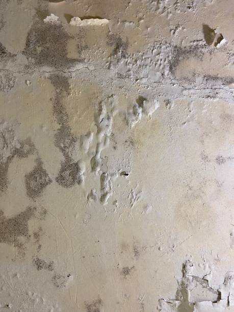 Best Commercial Mold Removal  in Bear Rocks, PA