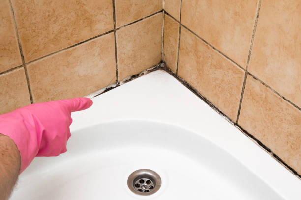 Best Black Mold Removal  in Bear Rocks, PA