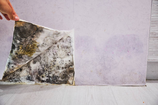 Best Mold Remediation  in Bear Rocks, PA